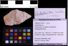 Foto (Objekt + Etiketten) von Galatheites sp. (NHMW-GEO-1990-0041-0321)